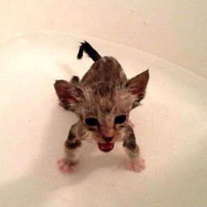 Meet your Posher, Laina